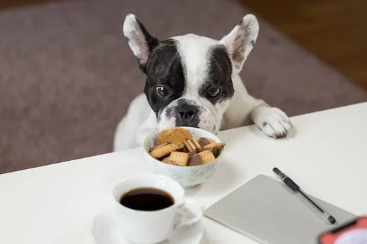 Welche Lebensmittel darf dein Hund fressen?