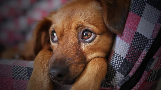 Rückenmarksinfarkt beim Hund - Was tun?