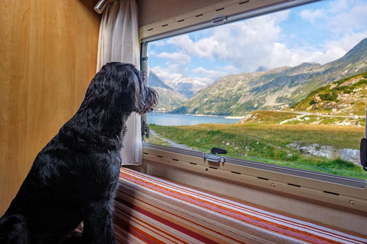 Urlaub mit Hund – Was muss mit?